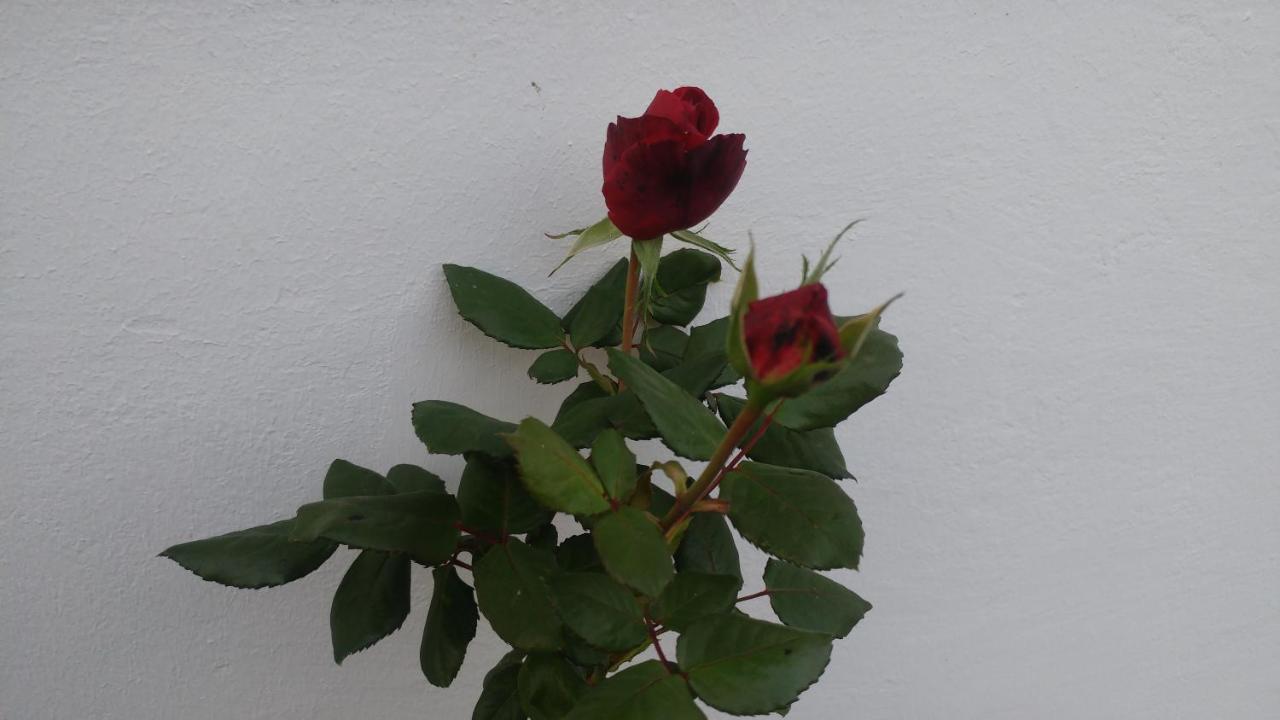 Ferienwohnung Gartenblick วอร์ปสวีเดอ ภายนอก รูปภาพ